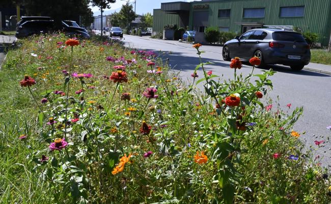Mehr Blumen am Strassenrand