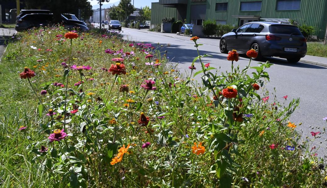 Es geht auch bunt: Wildblumen entlang der Industriestrasse in Altstätten.
