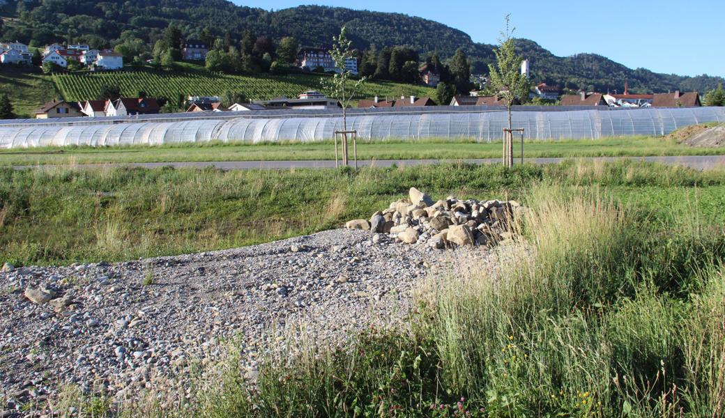 Auch die öffentliche Hand unterstützt inzwischen Naturnähe. An der Bahnhofstrasse in Marbach wurden 17 einheimische Bäume gepflanzt, ausserdem wurde eine grössere Fläche naturnah gestaltet, mit Steinen für Reptilien.