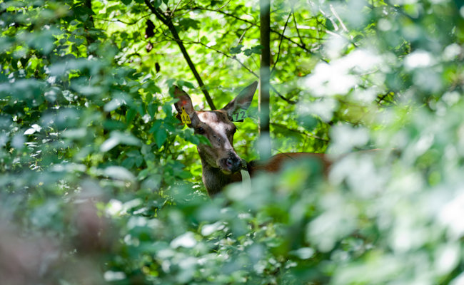 Die Jagd polarisiert: No-Go trifft auf  Notwendigkeit