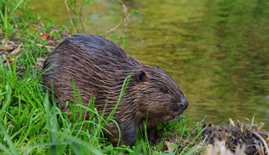 Der Landschaftsgärtner und seine Feinde: Schälschutzpaste schützt Bäume vor Biberschäden Der Landschaftsgärtner und seine Feinde: Schälschutzpaste schützt Bäume vor Biberschäden