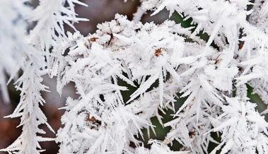 Raureif und Blumen
