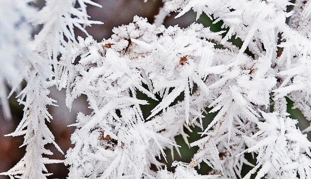 Traumhafte Eisgebilde konstruieren die Nebelgeister in eine eisige Nacht: Raureif an einer Wilden Möhre.   