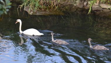 Schwanenfamilie im Binnenkanal