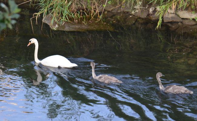 Schwanenfamilie im Binnenkanal
