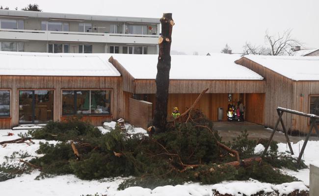 Der kranke Baum musste fallen