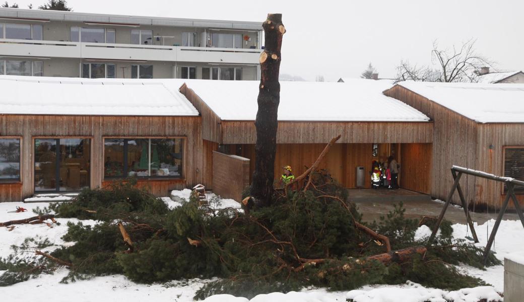 Nach kurzer Zeit war der Baum astlos und stark gekürzt.