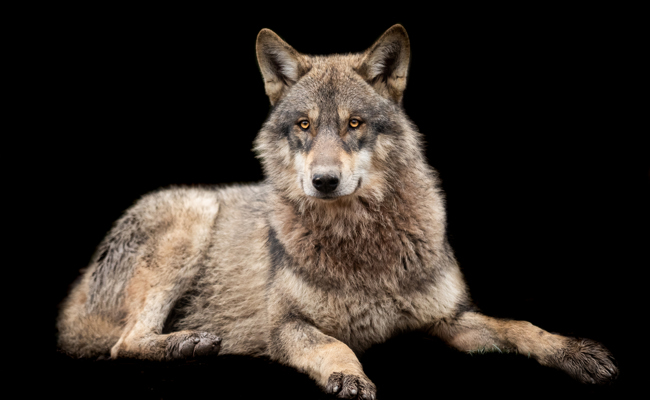 Warum nicht den Wolf als Tier des Jahres 2025 bestimmen?