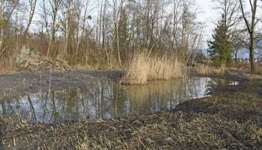 Im Naturschutzgebiet Höchstern werden mehr Laichbiotope für Amphibien geschaffen