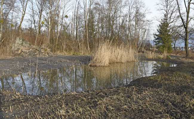 Im Naturschutzgebiet Höchstern werden mehr Laichbiotope für Amphibien geschaffen