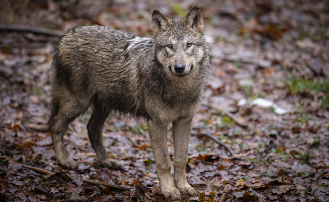 St.Galler Wildhüter erlegt ersten Wolf des Calfeisenrudels