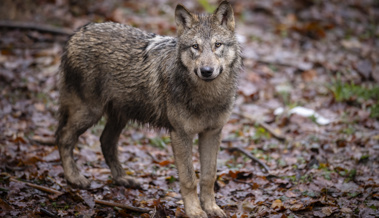St.Galler Wildhüter erlegt ersten Wolf des Calfeisenrudels