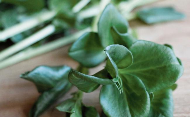 Gartentipp: Gemüse vom Fenstersims