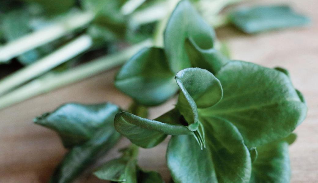 Sogar mitten im Winter kann man noch ein wenig frisches Gemüse  ziehen. Puffbohnenschösslinge gedeihen auch auf dem Fenstersims.