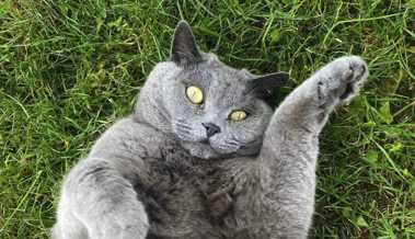 Katzen und ihre Zuneigung: Was hinter dem ständigen Reiben steckt