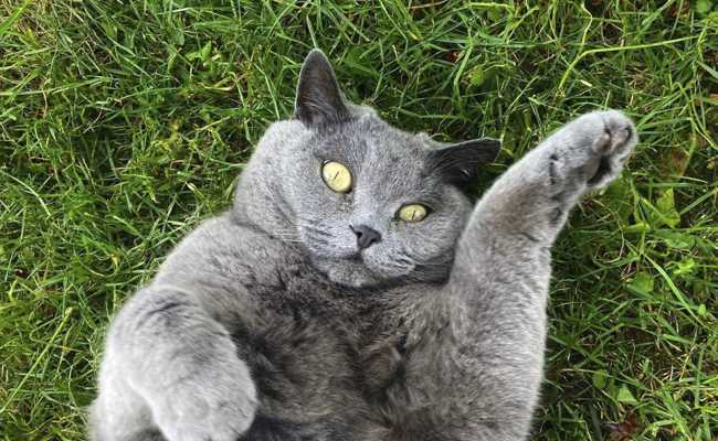 Katzen und ihre Zuneigung: Was hinter dem ständigen Reiben steckt