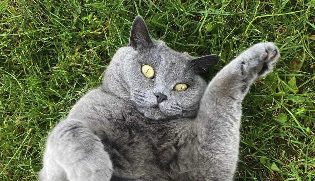 Hallo Freunde, gibt‘s schon Futter? Die Britisch Kurzhaar hat wunderschöne Augen.    