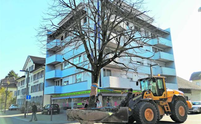 Ein Baum zügelt durch das Dorf