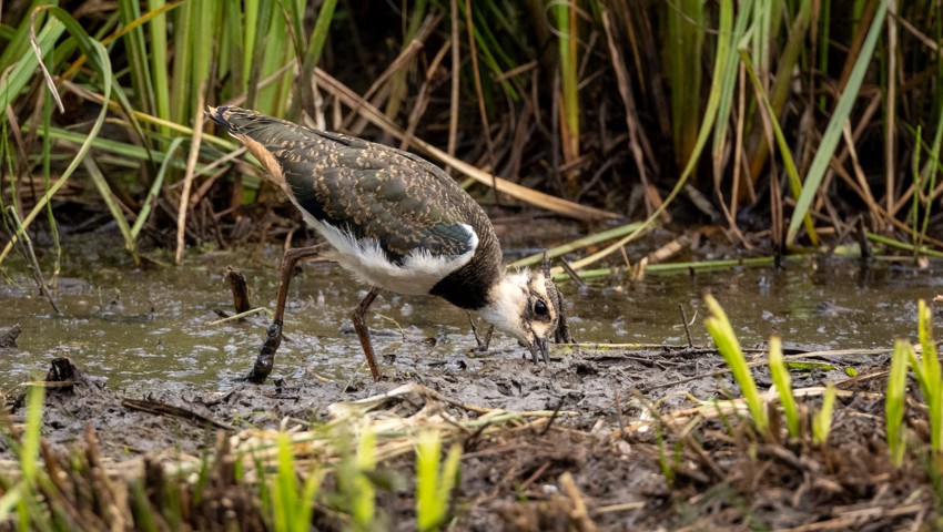 Auf vernässtem Ackerland findet der Kiebitz Futter.