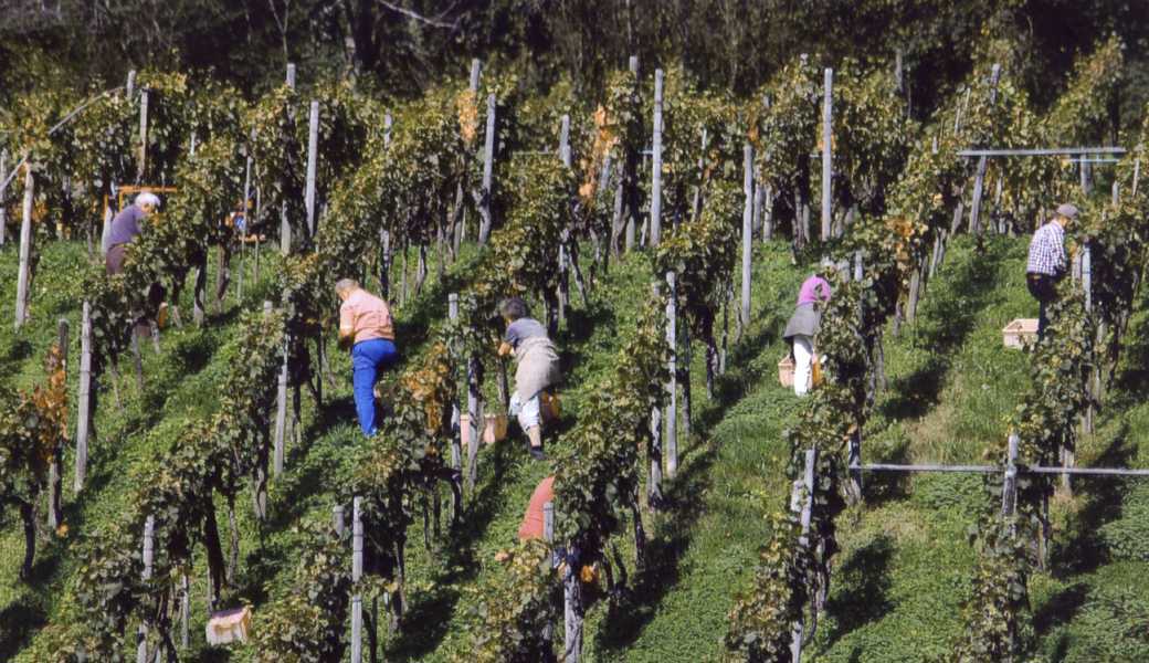 Im biblischen Gleichnis über arbeitende Menschen im Weinberg wird ein gleich hoher Lohn für alle gefordert, die gleich lang gearbeitet haben.