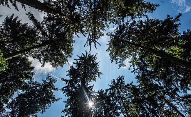 Die Forst Rüthi-Lienz AG feiert