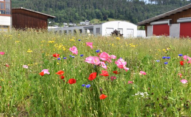 Eine Arbeitszone voller Biodiversität