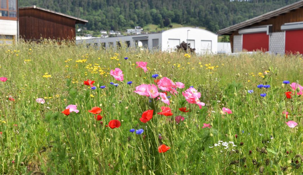 Eine der Baureserven im Balgacher Industriegebiet Wegen: Diese Wiese wird zwischengenutzt, wird jedoch in nächster Zeit auch überbaut.