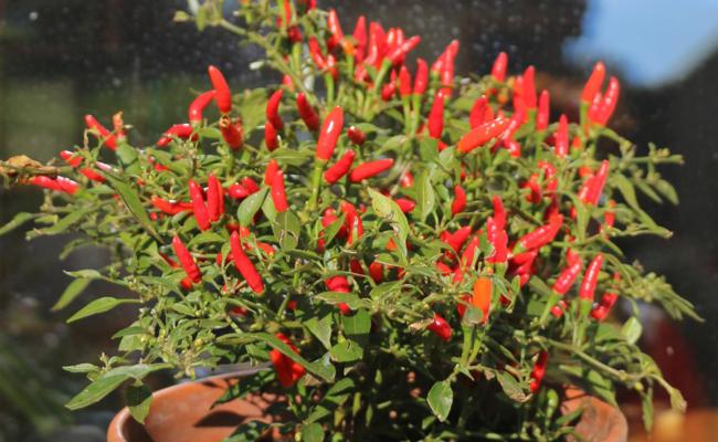 Je sonniger, desto schärfer