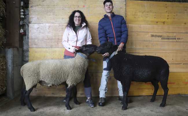 Zwei Schafe von Züchter Wüst erhielten das Punktemaximum