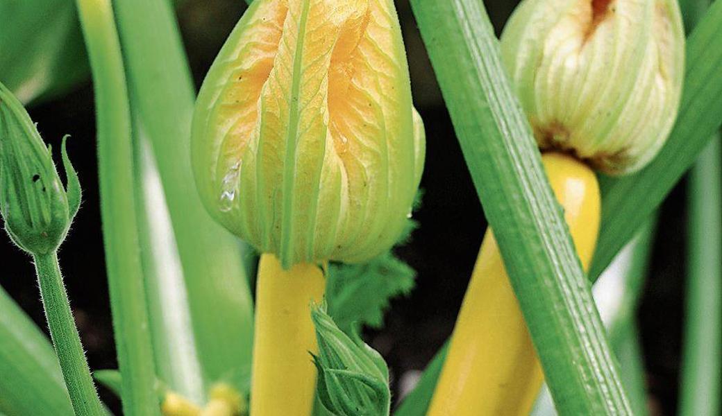 Zucchetti bilden zwar weibliche und männliche Blüten gleichzeitig, sind aber trotzdem Fremdbefruchter.   