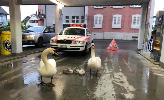 Schwanenfamilie tankt Energie