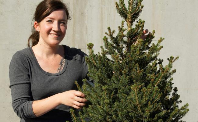 Ein trendy Christbaum