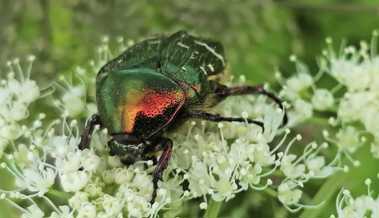 Der Rosenkäfer und seine Larven spielen eine wichtige Rolle in der Biodiversität