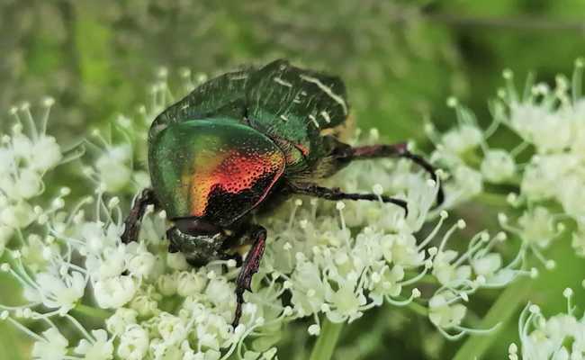 Der Rosenkäfer und seine Larven spielen eine wichtige Rolle in der Biodiversität