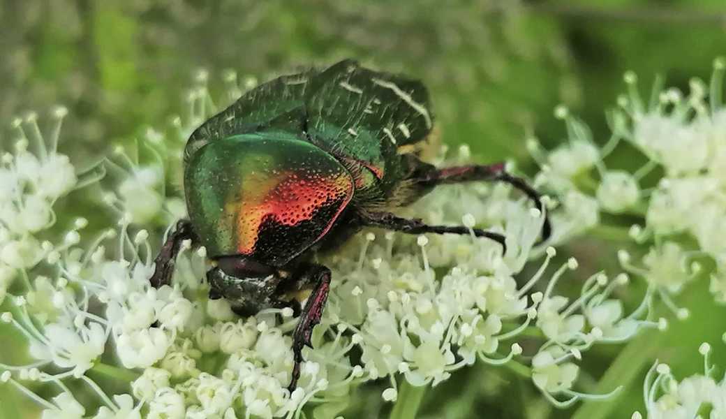 Der grün-glänzende Rosenkäfer zaubert aus Sonnenlicht Regen­bogenfarben auf seinen Panzer.