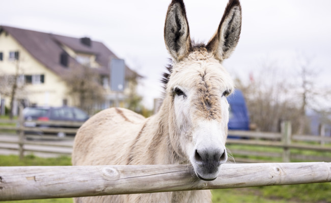 TV-Sendung über Therapie mit Eseln im Gefängnis