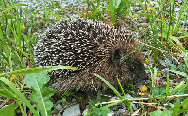 So hilft weniger Gartenarbeit im Herbst den Igeln beim Überleben