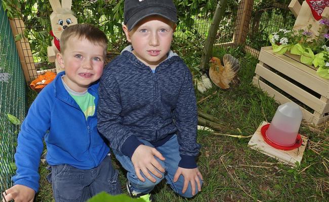 Küken, Hühner und Kaninchen