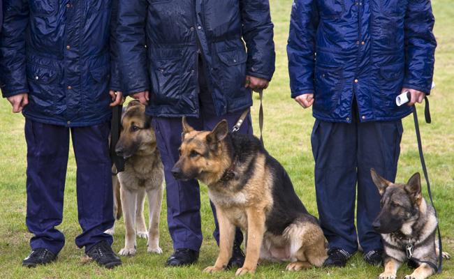 Grossfahndung bisher ohne Erfolg