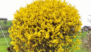 Ein seltenes Exemplar der Forsythie in voller Blust