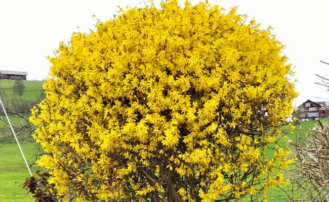 Ein seltenes Exemplar der Forsythie in voller Blust