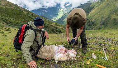 «Das Wolfskonzept geht nicht mehr auf»