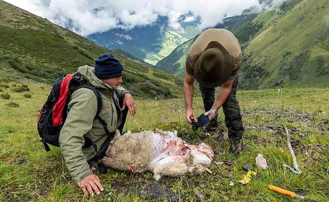 «Das Wolfskonzept geht nicht mehr auf»