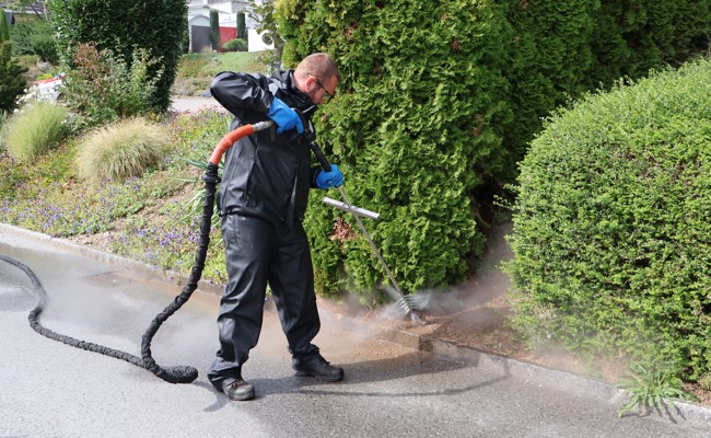 2,6 Hektaren befallen: Rebstein kämpft gegen Ameisenplage