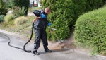 2,6 Hektaren befallen: Rebstein kämpft gegen Ameisenplage