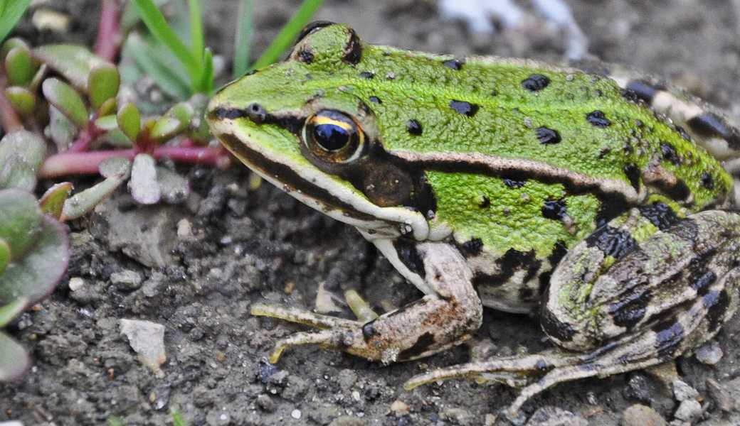 Damit es Familie Frosch wieder besser geht – es braucht mehr Tümpel und Biotope.