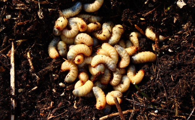 Engerlinge im Beet erkennen: So unterscheiden Sie Nützlinge und Schädlinge