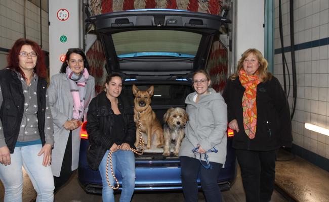 Autowäsche für Hund und Katz