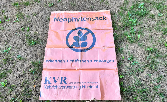 Wenn sich Neophytensäcke invasiv verbreiten