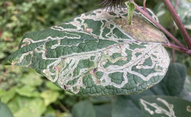 Biologische Alternativen gewinnen im Pflanzenschutz zunehmend an Bedeutung